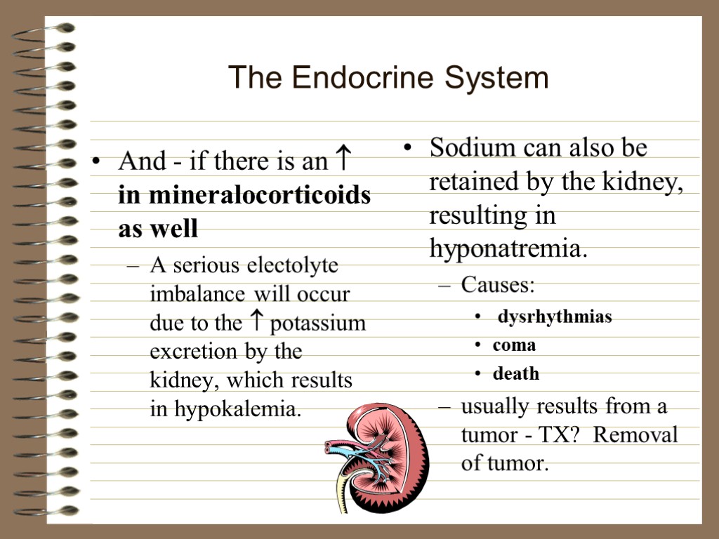 The Endocrine System And - if there is an  in mineralocorticoids as well